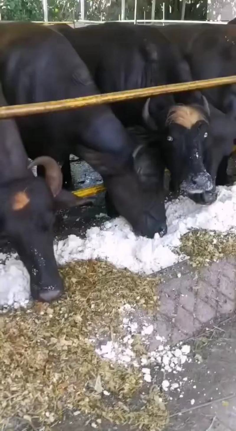 黄豆渣分离机脱水豆渣