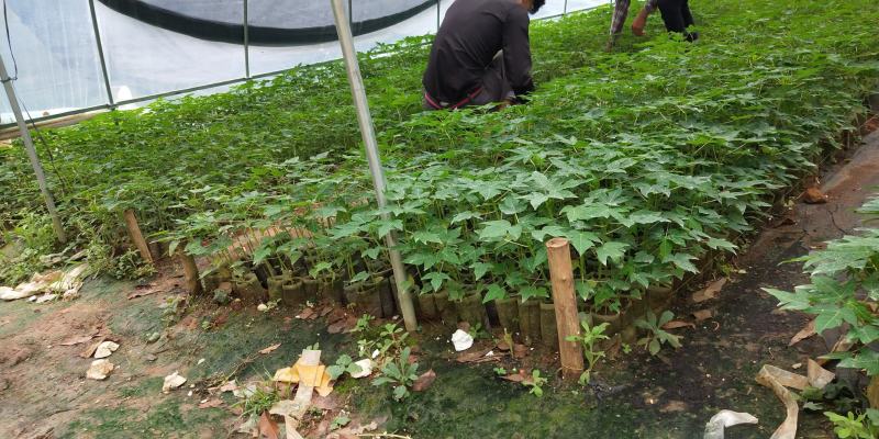 （泰国黄金木瓜）品种保证产量高矮化苗耐寒当年结果快包邮