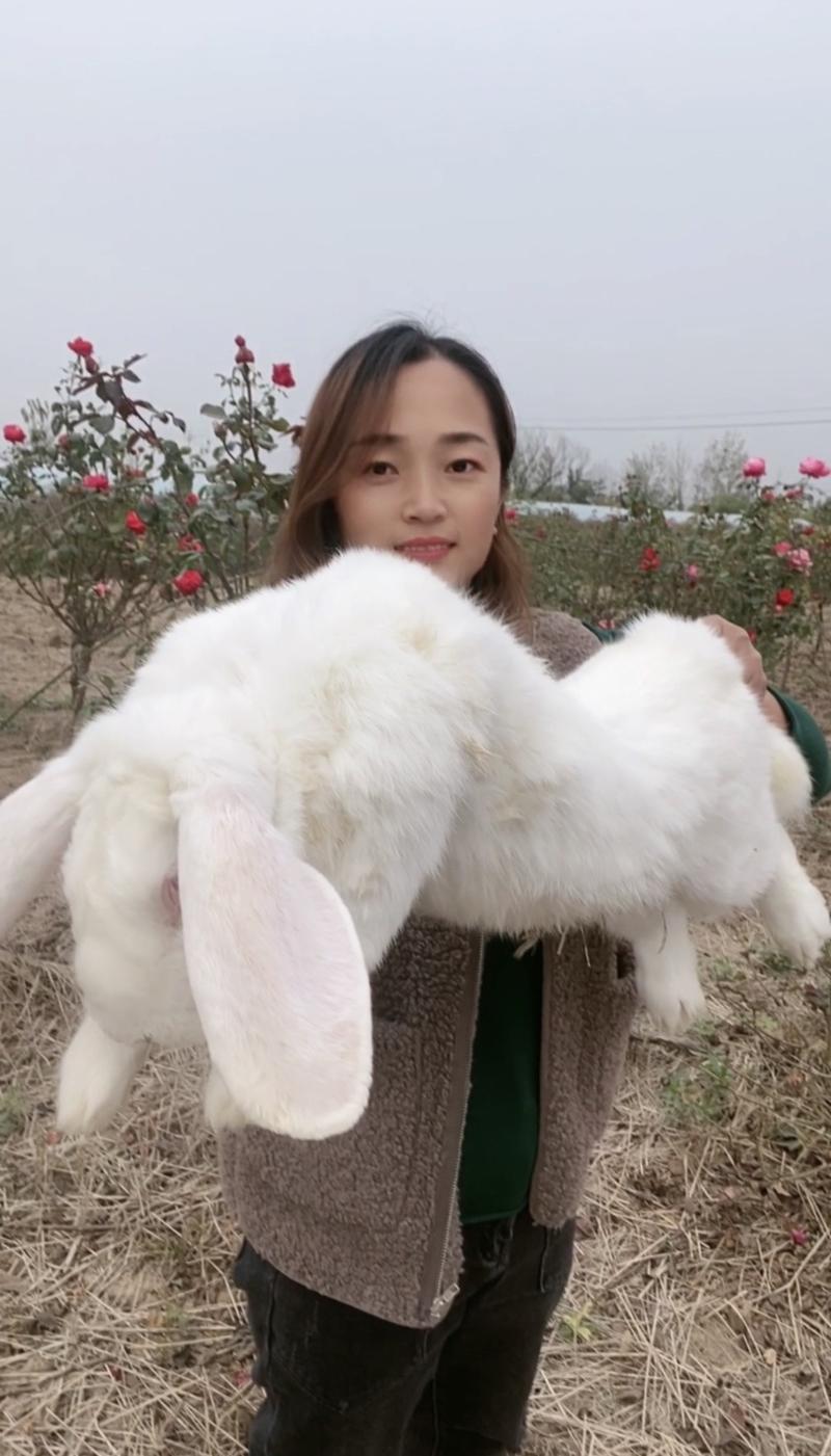 公羊兔，优质种兔，包技术，包回收，欢迎选购