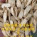 【大货供应】黄芪黄芪片甘肃岷县优质黄芪无硫