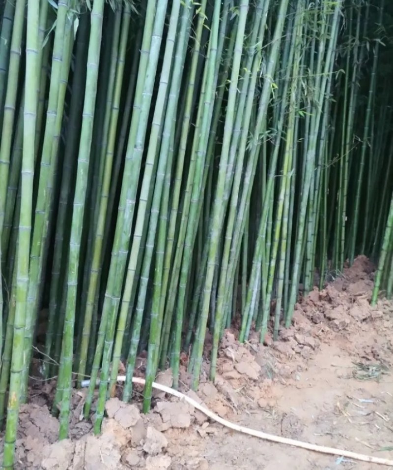 紫，毛竹，青竹，金镶玉竹苗《速生生长速度快》成活率高