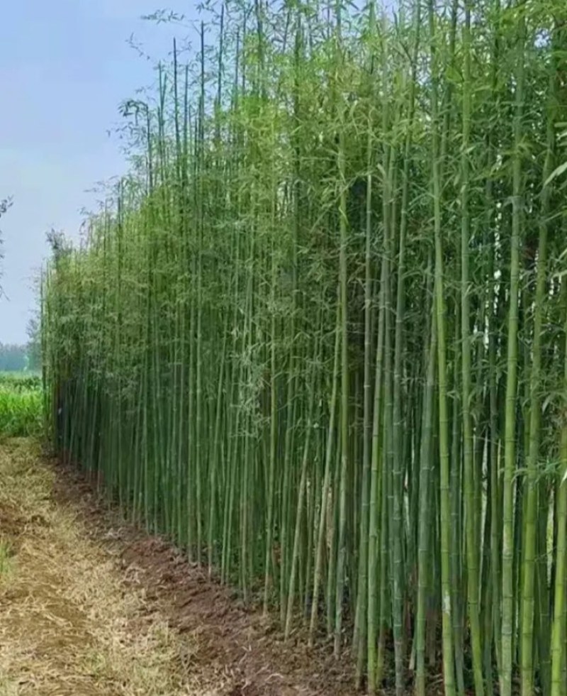紫，毛竹，青竹，金镶玉竹苗《速生生长速度快》成活率高