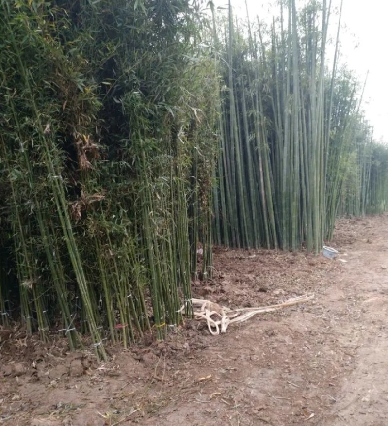 紫，毛竹，青竹，金镶玉竹苗《速生生长速度快》成活率高