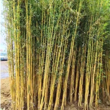 紫，毛竹，青竹，金镶玉竹苗《速生生长速度快》成活率高