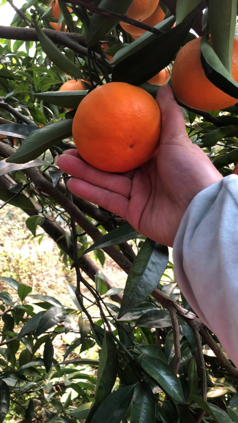 玫瑰香柑果面干净皮光肉脆味道纯甜欢迎前来选购