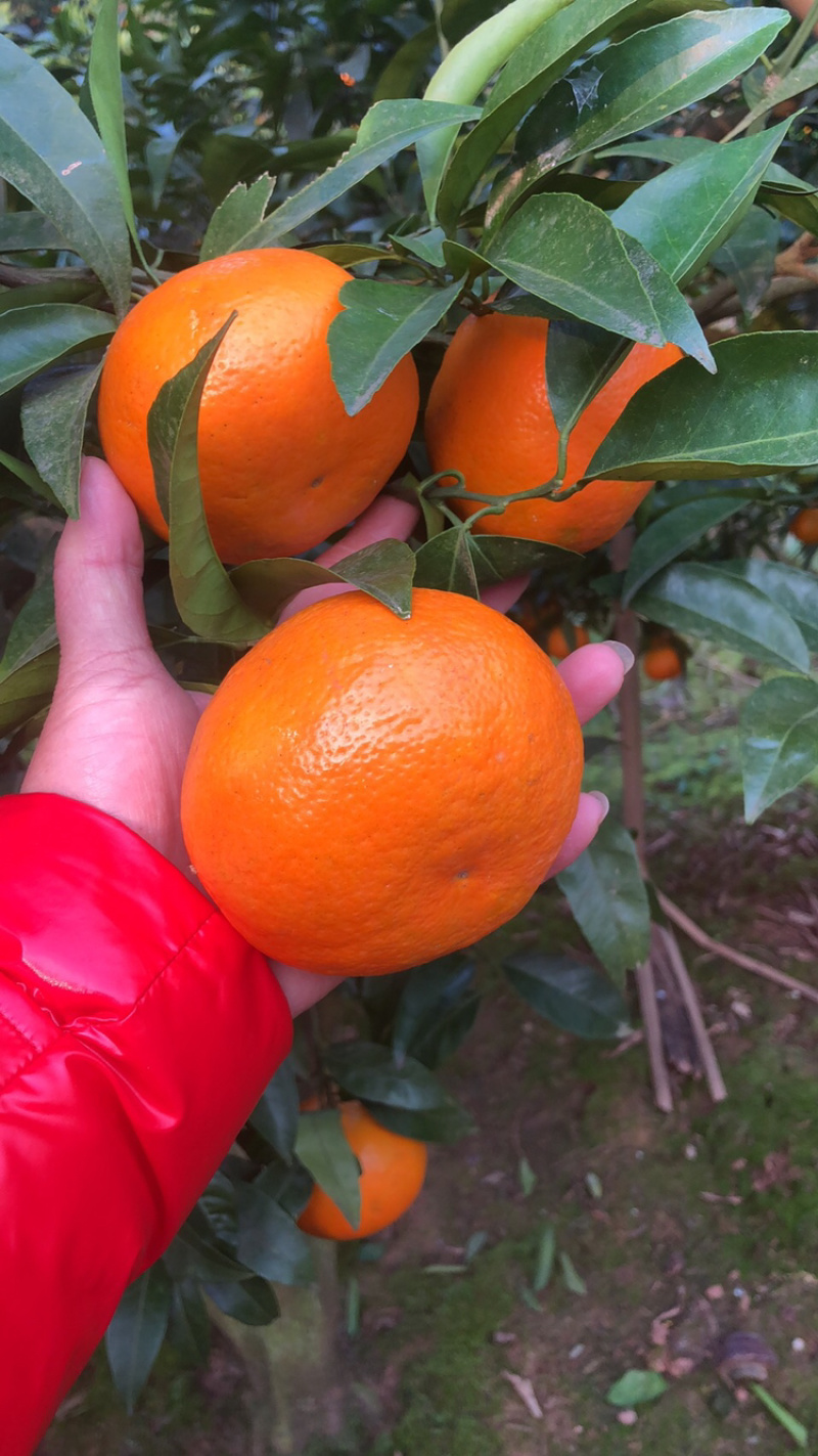 玫瑰香柑果面干净皮光肉脆味道纯甜欢迎前来选购
