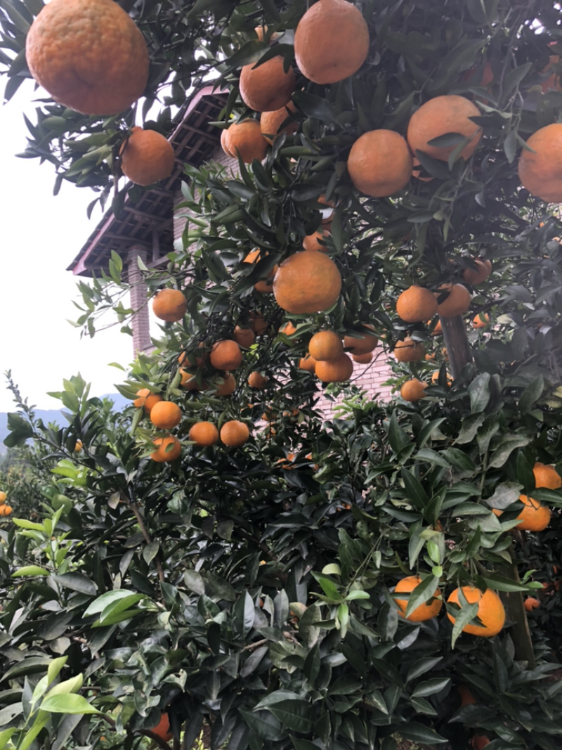 碰柑橘子新鲜现摘货源充足批发量大从优，果面干净肉嫩