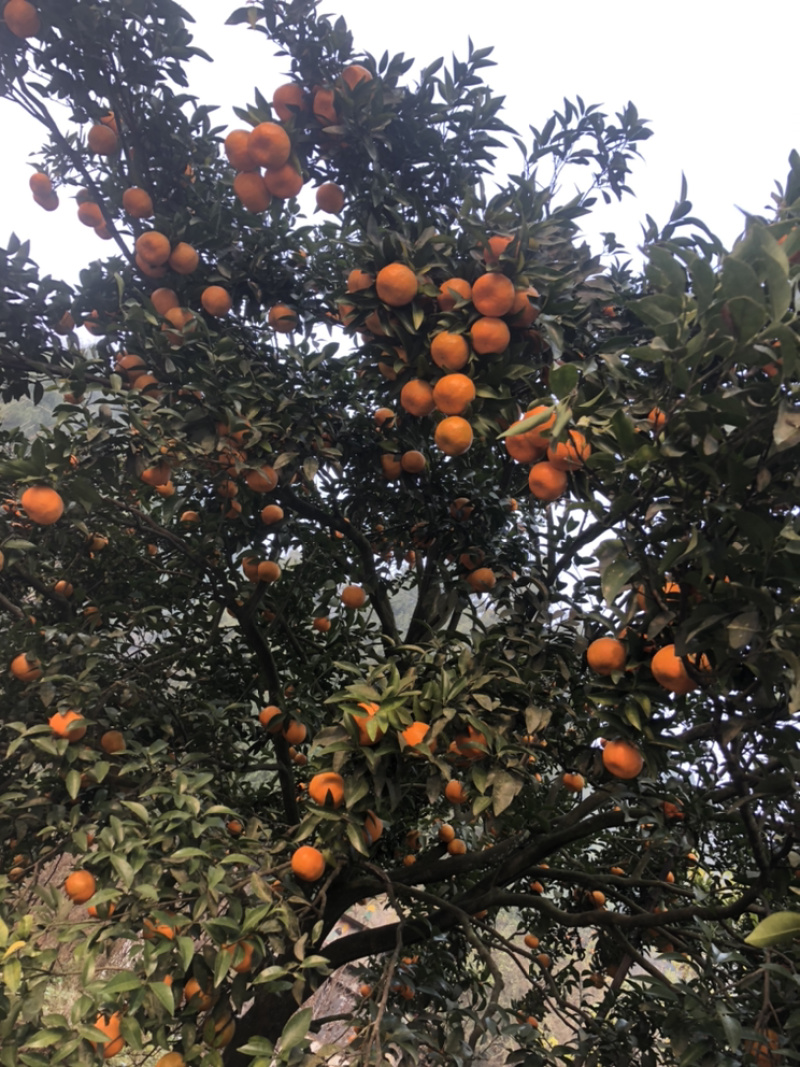 碰柑橘子新鲜现摘货源充足批发量大从优，果面干净肉嫩