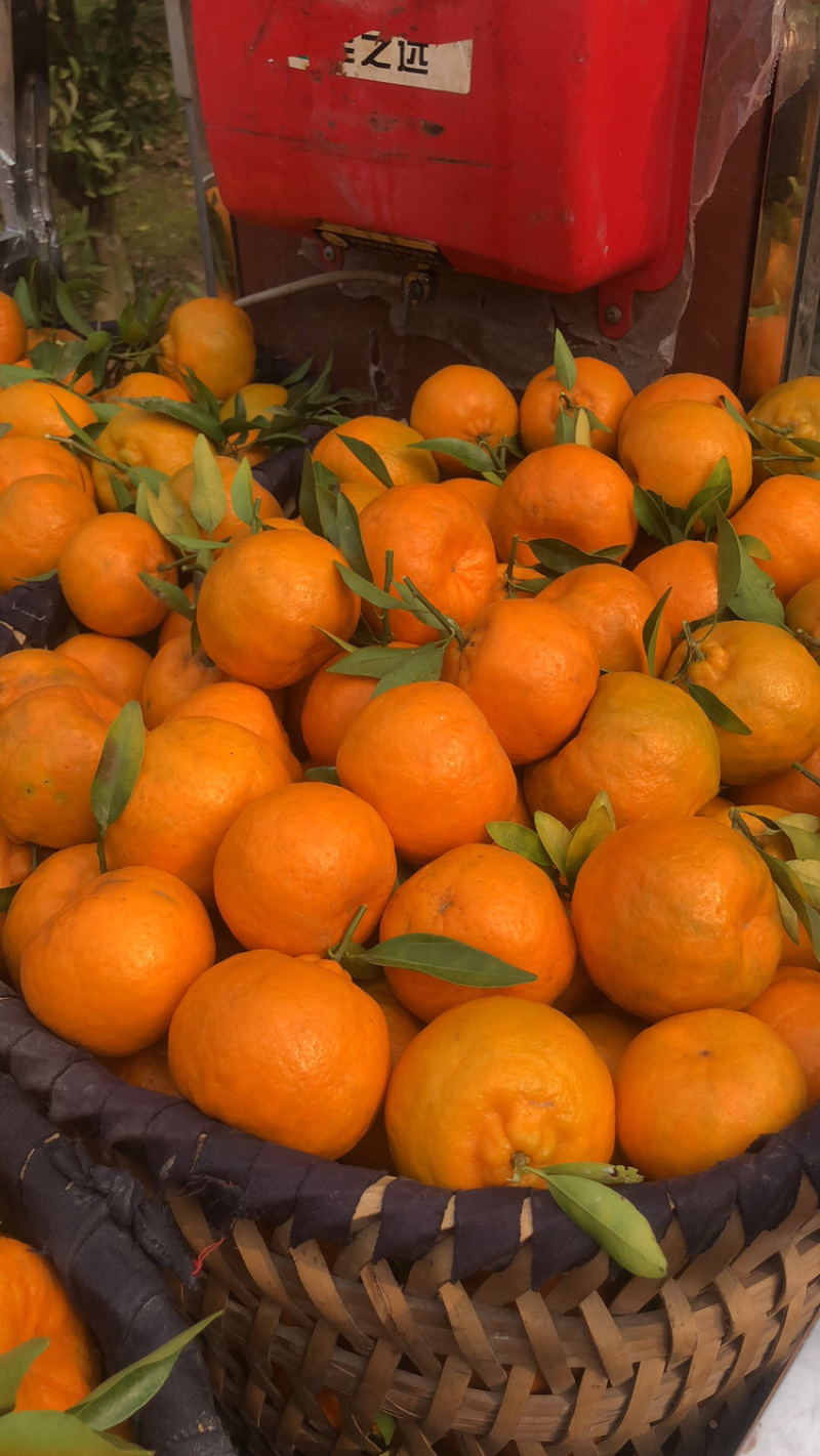 碰柑橘子新鲜现摘货源充足批发量大从优，果面干净肉嫩