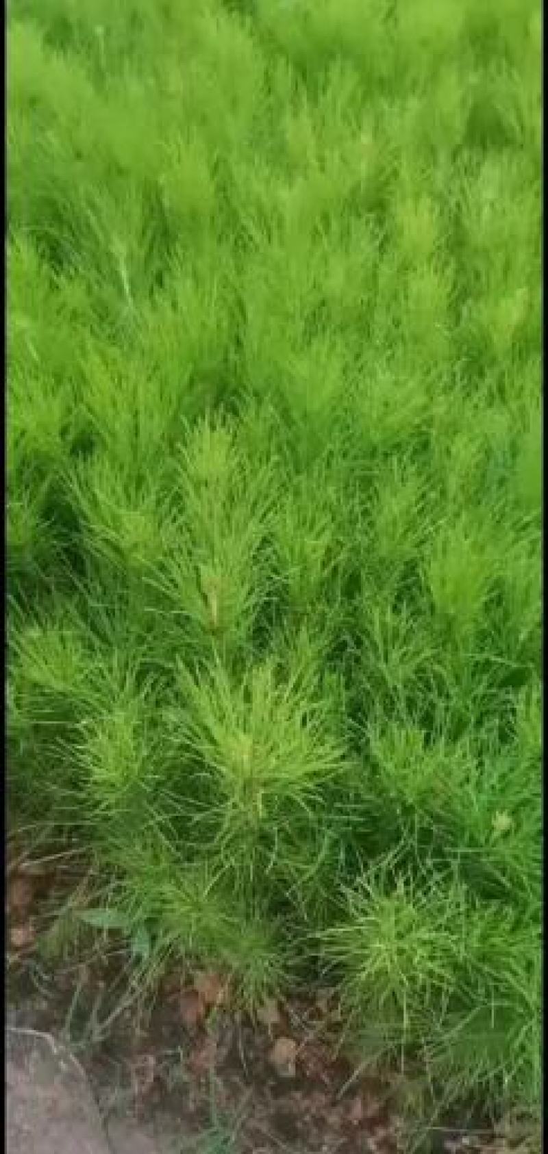 华山松，湿地松，云南松保质保量为客户服务，证件齐全，
