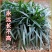 玉龙草麦冬草苗日本麦冬草中叶麦冬草细叶麦冬草