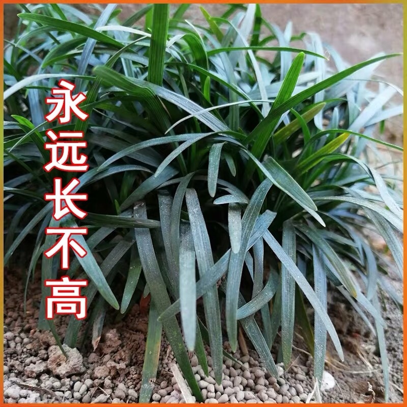 玉龙草麦冬草苗日本麦冬草中叶麦冬草细叶麦冬草