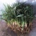 玉龙草麦冬草苗日本麦冬草中叶麦冬草细叶麦冬草