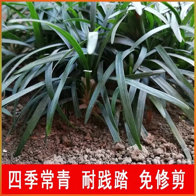 玉龙草麦冬草苗日本麦冬草中叶麦冬草细叶麦冬草