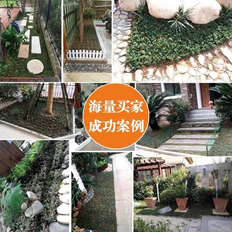 玉龙草麦冬草苗日本麦冬草中叶麦冬草细叶麦冬草