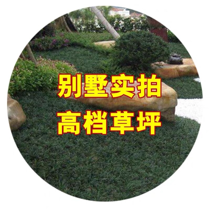 玉龙草麦冬草苗日本麦冬草中叶麦冬草细叶麦冬草