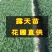 玉龙草麦冬草苗日本麦冬草中叶麦冬草细叶麦冬草