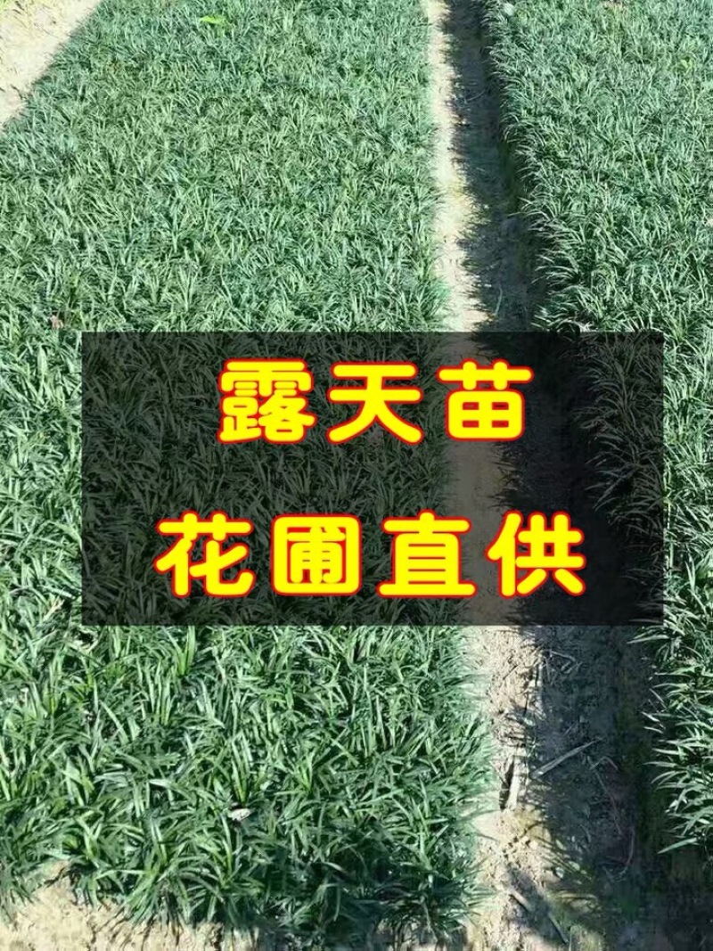 玉龙草麦冬草苗日本麦冬草中叶麦冬草细叶麦冬草