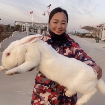 新西兰兔，肉兔种兔，包技术，包回收，全国发货
