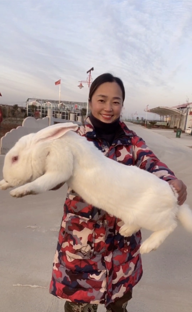 新西兰兔，肉兔种兔，包技术，包回收，全国发货