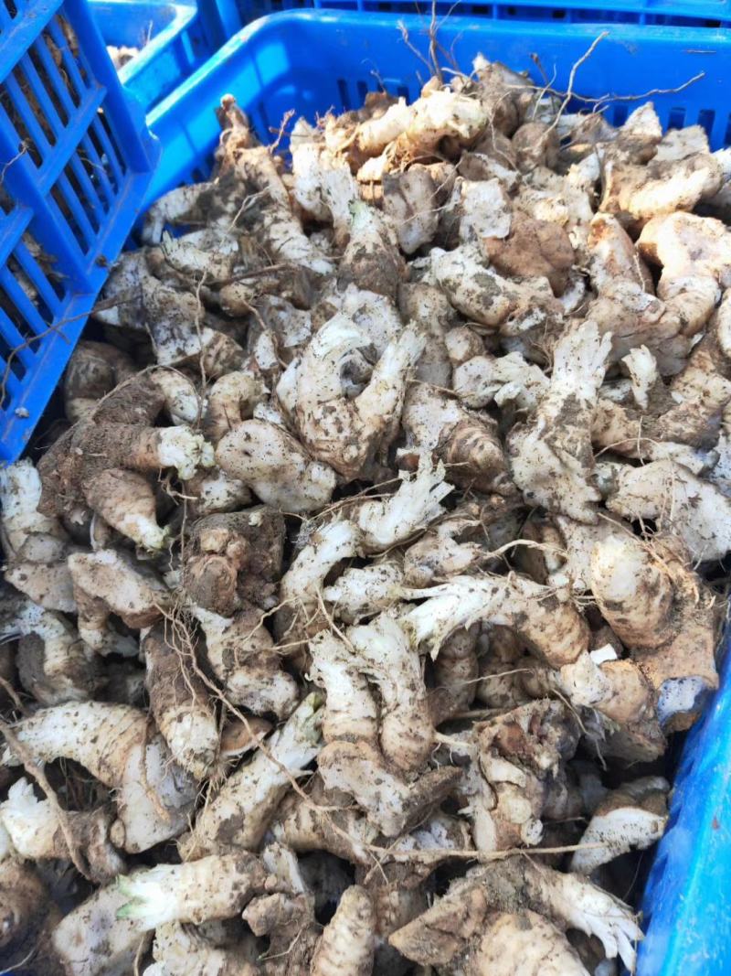 玄参芽黑参芽玄参种苗