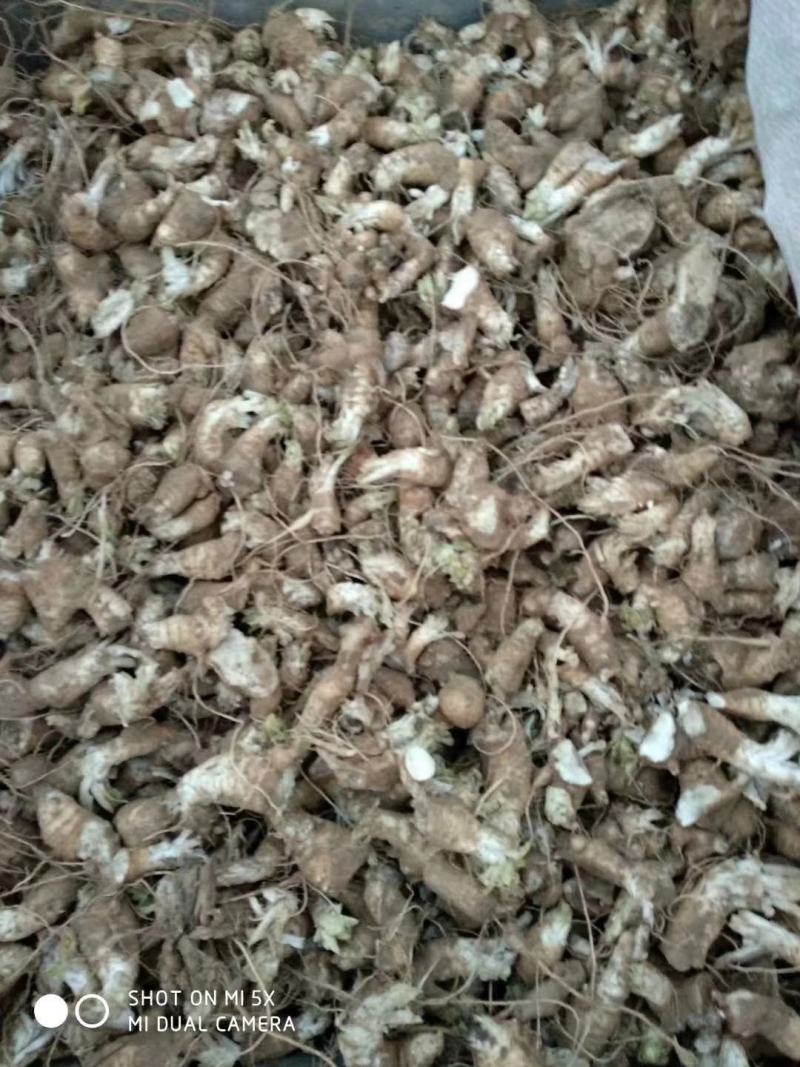 玄参芽黑参芽玄参种苗
