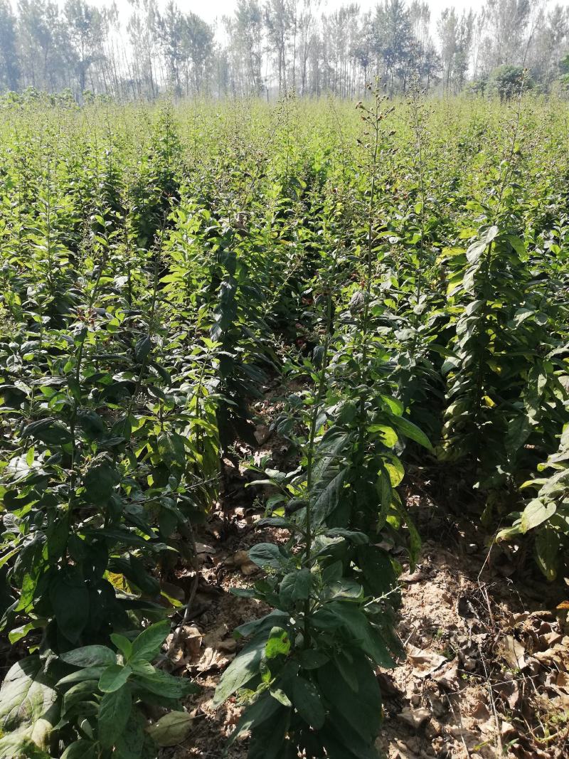 玄参芽黑参芽玄参种苗