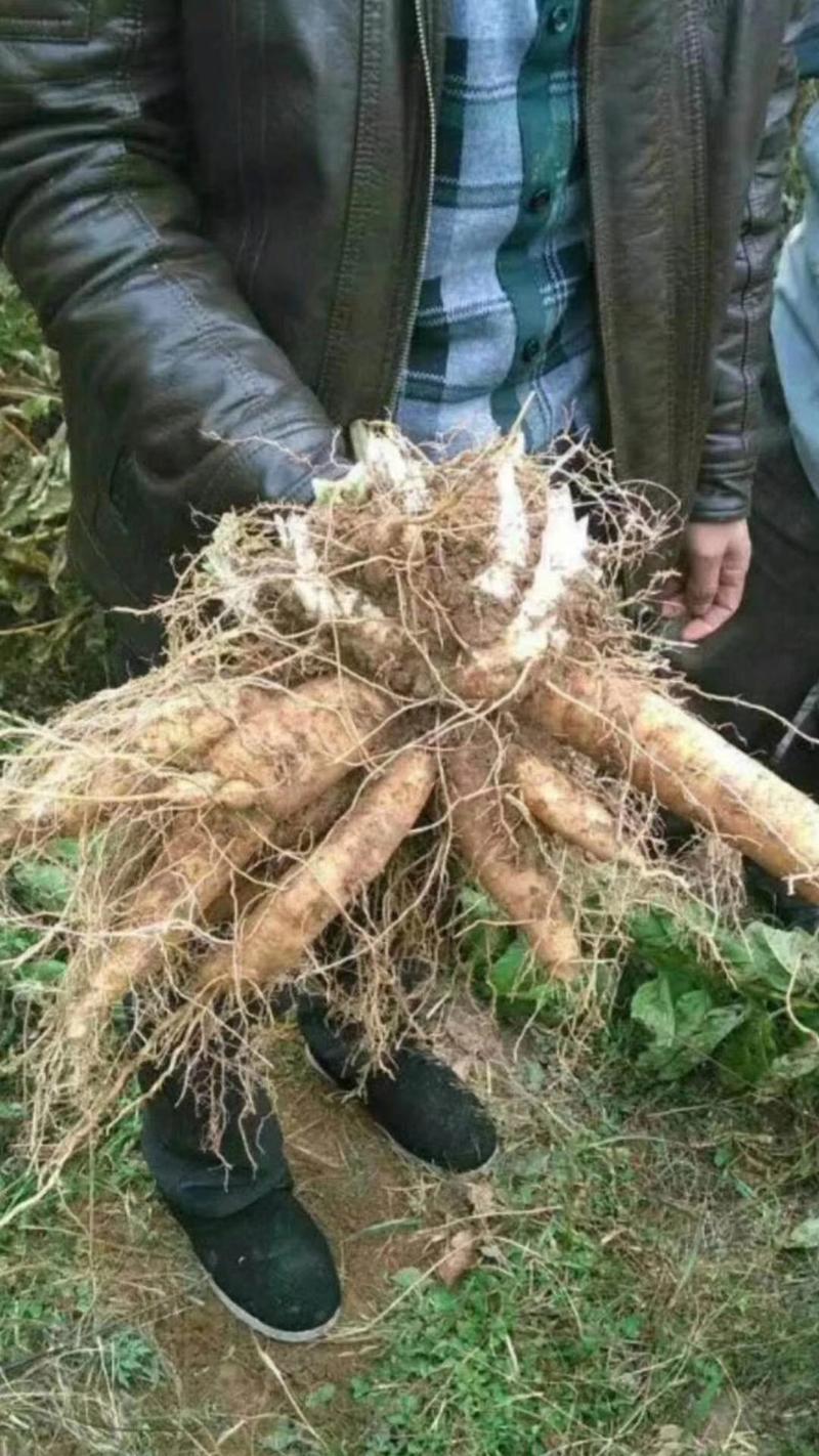 玄参芽黑参芽玄参种苗