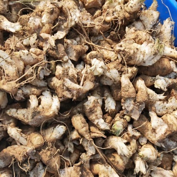 玄参芽黑参芽玄参种苗