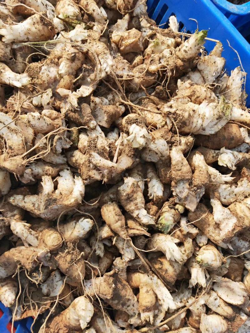玄参芽黑参芽玄参种苗