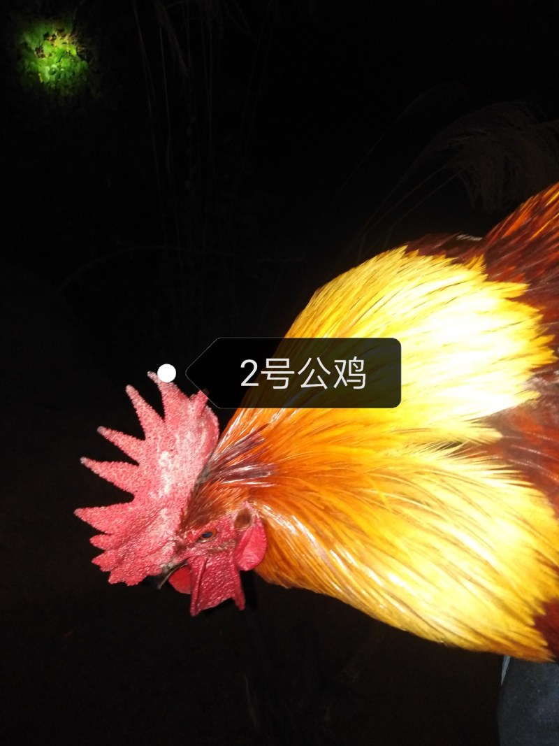 精品茶花鸡公鸡，1号公鸡鸡龄2年多，2号公鸡鸡龄1年多。