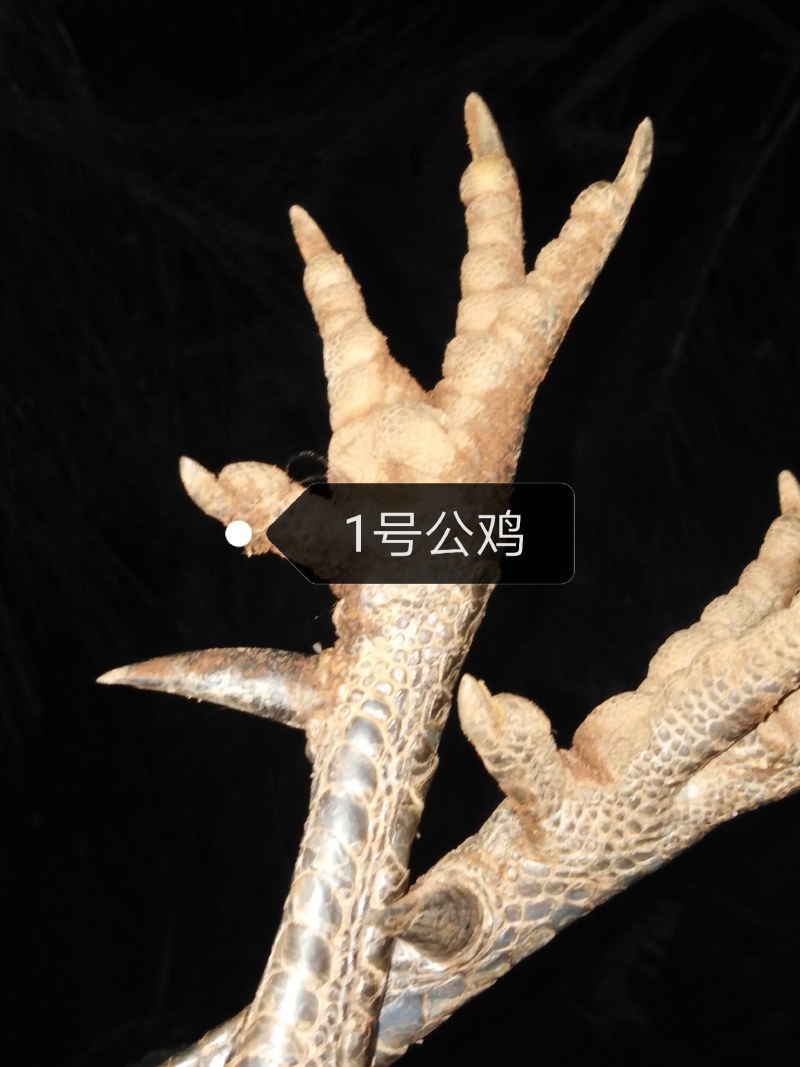 精品茶花鸡公鸡，1号公鸡鸡龄2年多，2号公鸡鸡龄1年多。