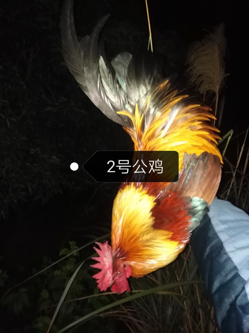精品茶花鸡公鸡，1号公鸡鸡龄2年多，2号公鸡鸡龄1年多。