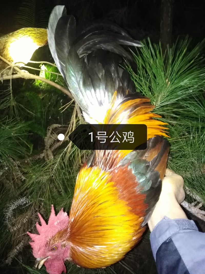 精品茶花鸡公鸡，1号公鸡鸡龄2年多，2号公鸡鸡龄1年多。