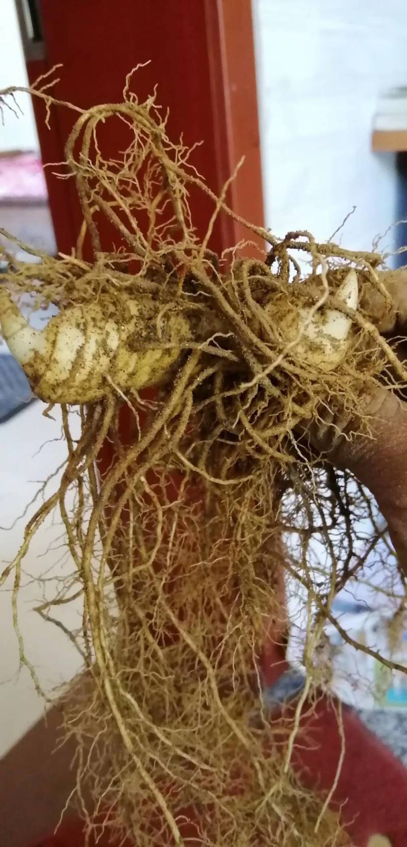 （包邮）多花姜型甜黄精野生姜形黄精块茎种子。