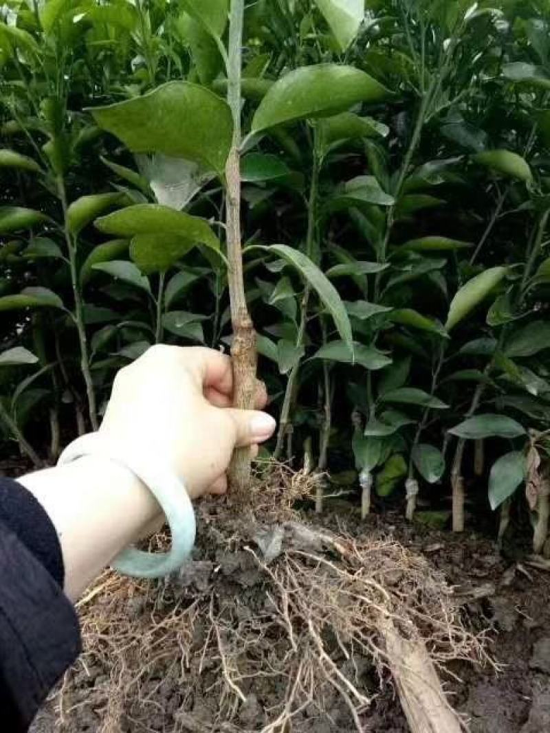 各种水果苗风景树苗批发