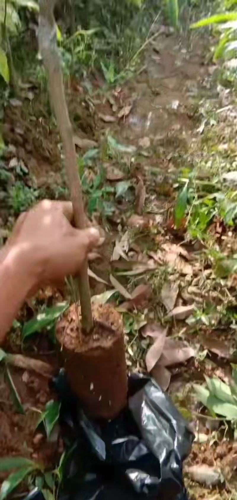各种水果苗风景树苗批发