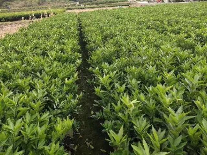 各种水果苗风景树苗批发