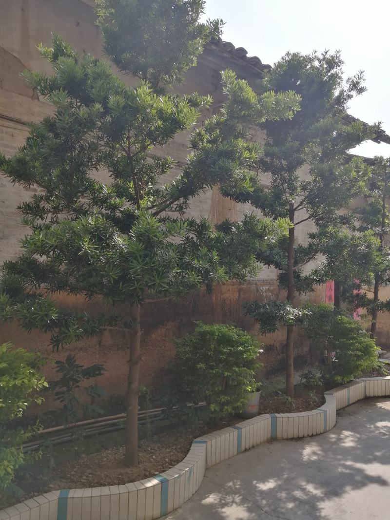 各种水果苗风景树苗批发