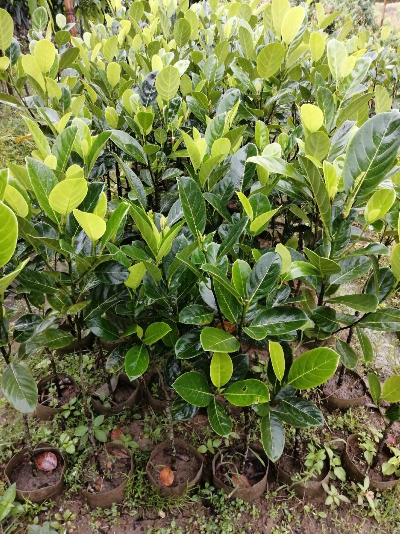 各种水果苗风景树苗批发