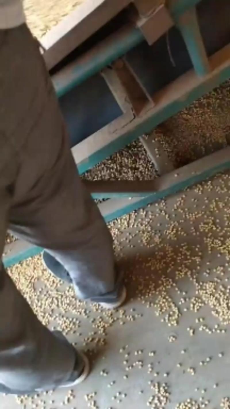 小麦产地直发，销往各地面粉加工厂，欢迎客商进店选购