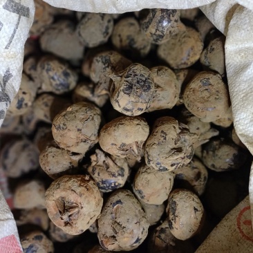大量马蹄出售，需要时联系我