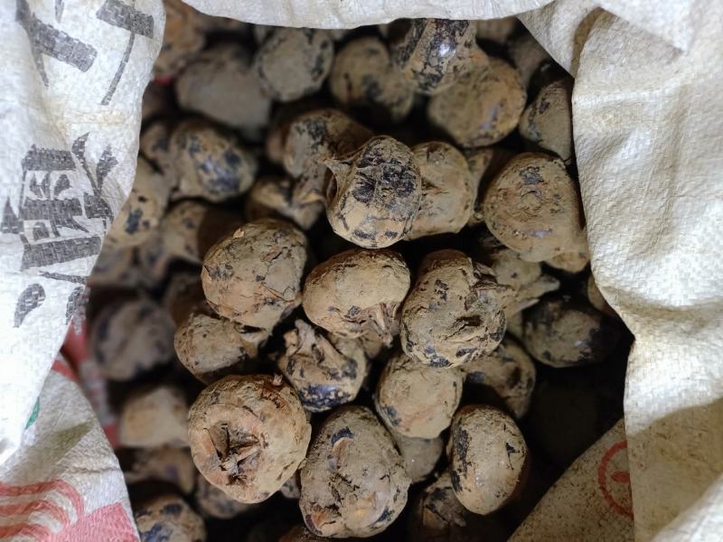 大量马蹄出售，需要时联系我