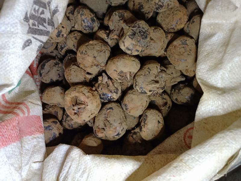 大量马蹄出售，需要时联系我