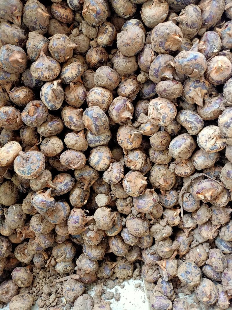 大量马蹄出售，需要时联系我