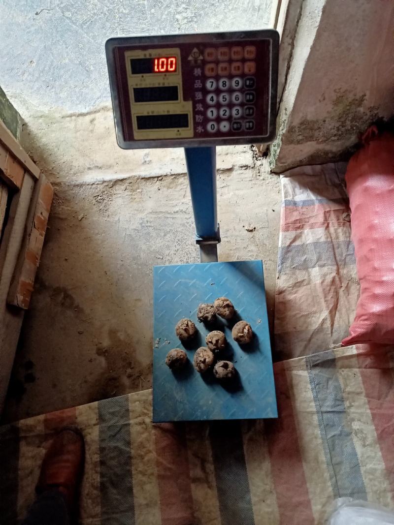 大量马蹄出售，需要时联系我