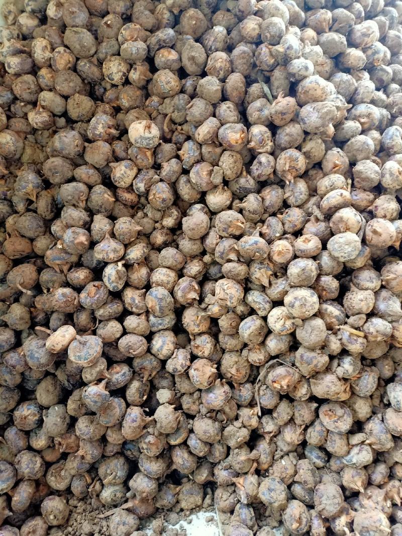 大量马蹄出售，需要时联系我