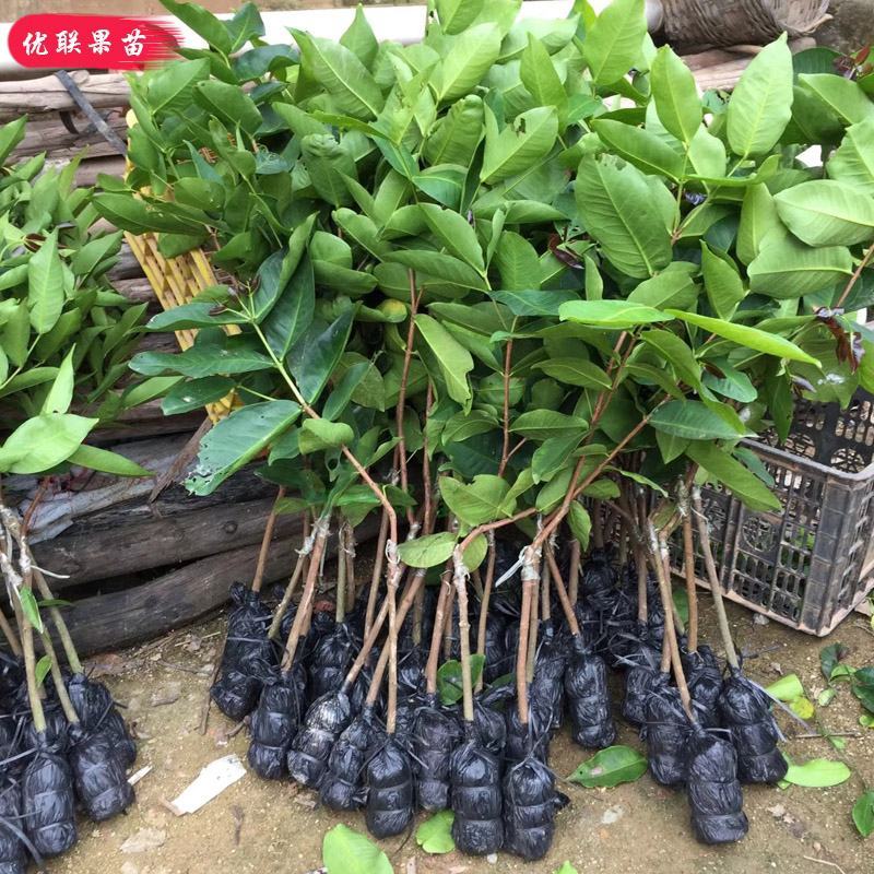莲雾树苗台湾黑金刚嫁接大叶红莲雾果苗果树盆栽地栽芭比莲雾