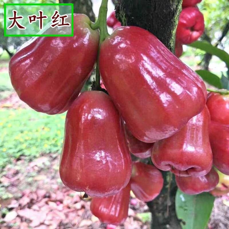 莲雾树苗台湾黑金刚嫁接大叶红莲雾果苗果树盆栽地栽芭比莲雾