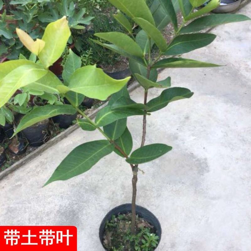 莲雾树苗台湾黑金刚嫁接大叶红莲雾果苗果树盆栽地栽芭比莲雾